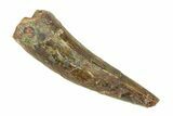 Triassic Fossil Phytosaur Tooth - New Mexico #294957-1